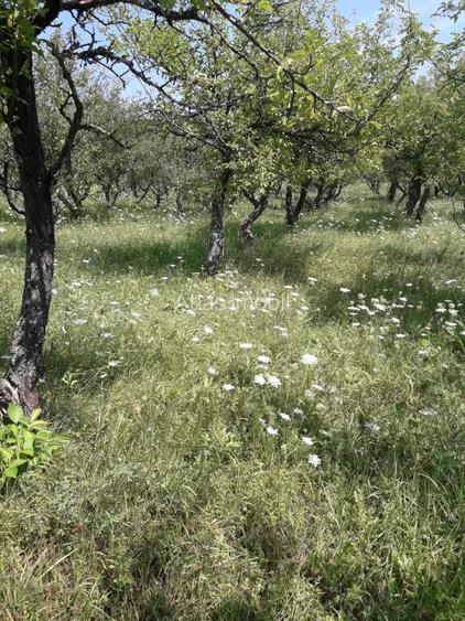 85 ari teren extravilan, intre case, la limita intravilanului Zona Valea Rusului - 9