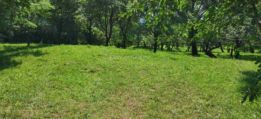 Teren intravilan Talea situat in mijlocul naturii ! - 8