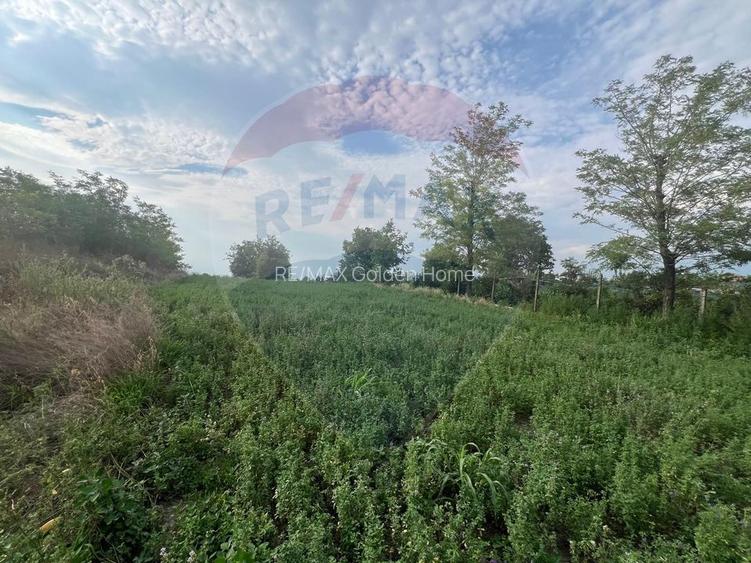 Teren intravilan Gologanu / Strada Margaretelor - 3