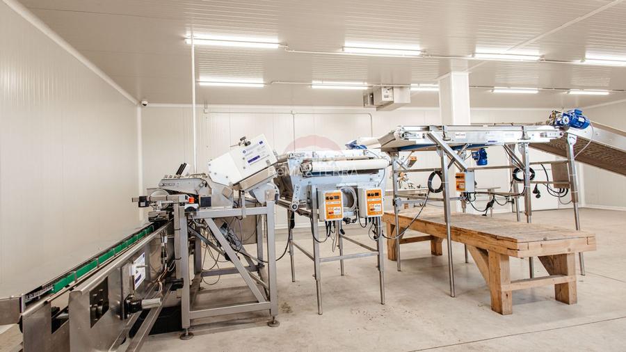 Plantatie de afine la cele mai inalte standarde, de vanzare! - 7