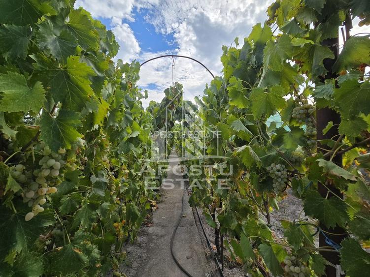 Casa individuala, teren generos, 800mp, zona Mehala - 13