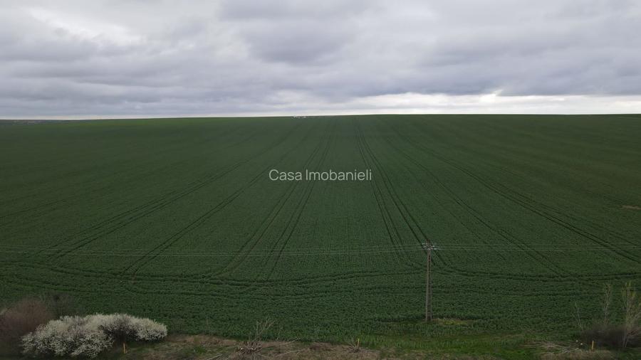 Giarmata Mare ,judetul Timis/teren 3,8 ha/preț  4,5 euro /mp - 4