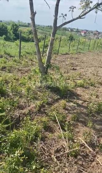 Teren de vanzare Comuna Comana-Giurgiu - 4