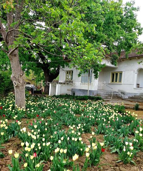 Seimenii Mari Casa 5 camere S.teren:4260 +vie+pomi fructiferi  vedere la Dunare - 2