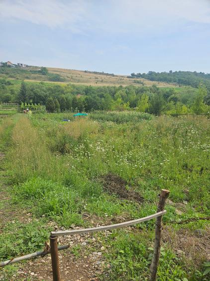Vand teren intravilan,strada Budiului, 2 parcele,   total 5000 mp,neconstruibil.