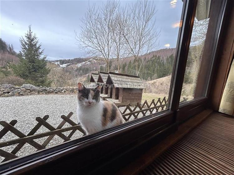 Raritate| Proprietate de vis pe 6 ha intravilan  de vanzare in Pestera Brasov - 4