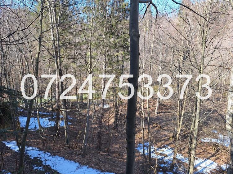 Cabană intravilan, teren 527mp lângă pădure și râu, Valea Popii, Mâneciu - 3