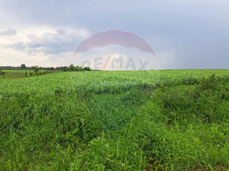 Teren Ciolpani 15.000 mp oportunitate posibilitate lotizare 5000 mp - 9