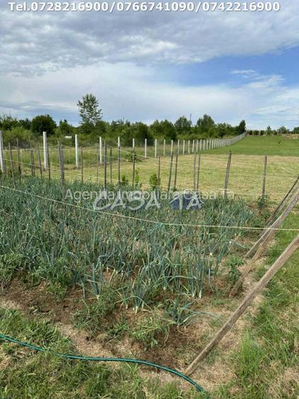 Teren Intravilan (5000 mp),situat in Lelesti, Com. Lelesti - 7