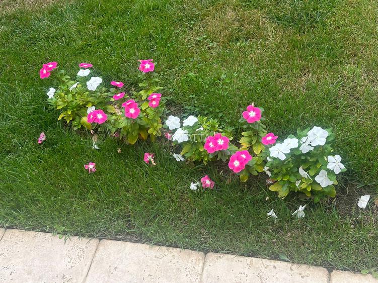 VILA CU IZ PROVENSAL  CU TEREN GENEROS SI PISCINA EXTERIOARA INCALZITA - 56