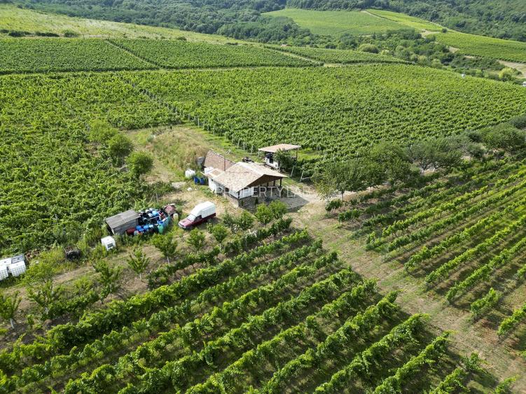 Vie Tradițională „Halta Lupilor” - 26