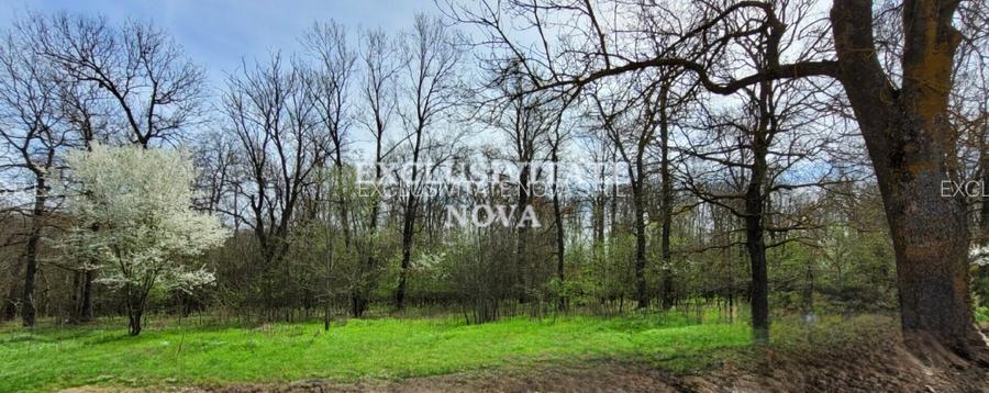 0% ! Teren INTRAVILAN Padurea Cernica 4900-9800MP INTRAVILAN - 2