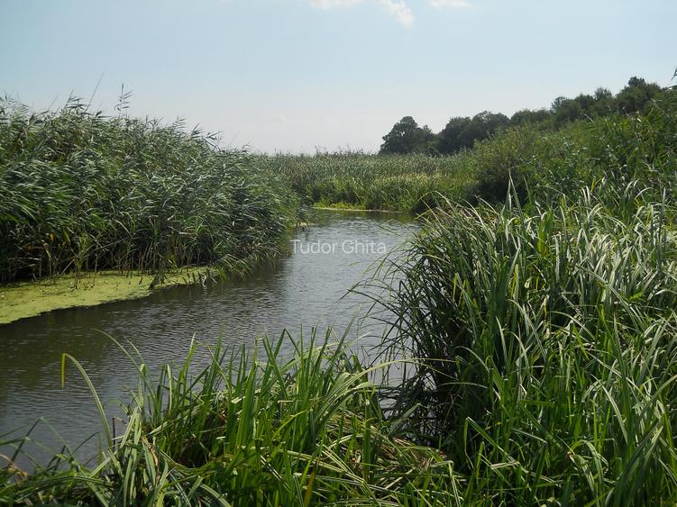 Comana intravilan, ultim lot (din 15), Delta, gaze, privat rate/credit - 7