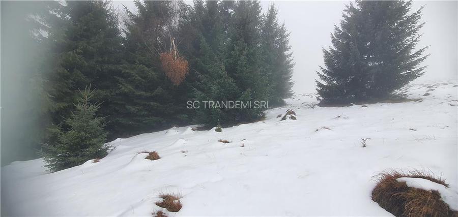 Teren 5.000 mp in Păltiniș Zona Vălari (Priveliște Panoramic - 6