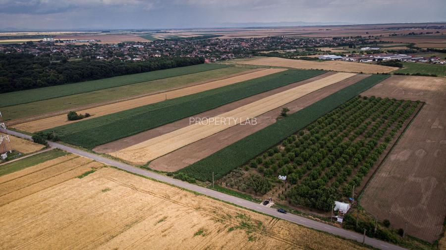 Livadă de nuci altoită și ecologică 2.5ha - 3