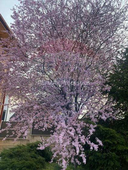 Casă / Vilă de vanzare la intrare in Mogosoaia, padure, teren 1097mp - 28