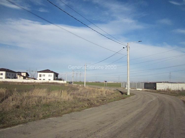 Domnesti-Narciselor - 11