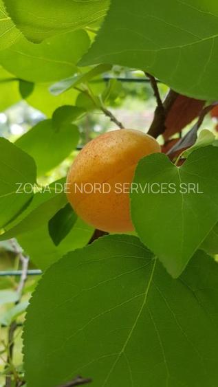 BANEASA-GREENFIELD, un apartament deosebit, generos, terasa 25mp si parcare - 16