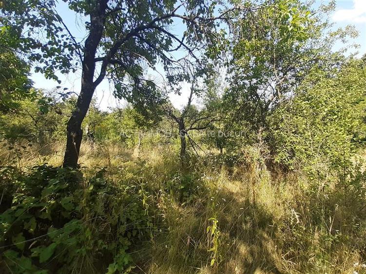 Resita Teren 5 500 Mp. Dr. Lupacului Peco Dusan - 3