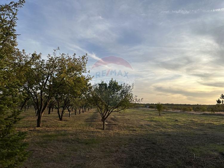 Proprietate speciala Dragomiresti Deal -Teren 15000 mp - 40