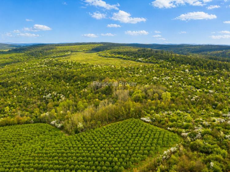 Teren 20 ha vestul Romaniei – ideal plantație aluni / livadă - 4