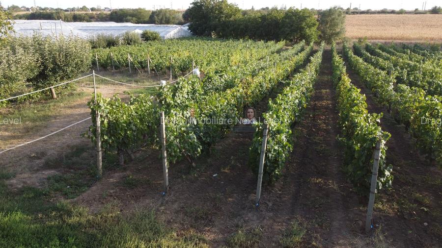 Teren intravilan Tecuci/Podgorie si Pomi Fructiferi/5000 mp - 8