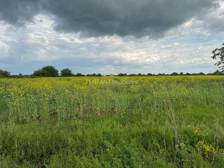 Vanzare Teren  intravilan 8000mp Adunati Copaceni Giurgiu - 4