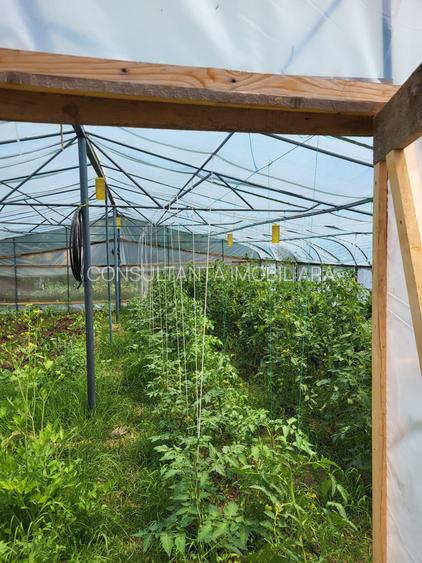 Casa P+M  5 camere + o garsoniera Jud Teleorman  la 49 km de Bucuresti - 10