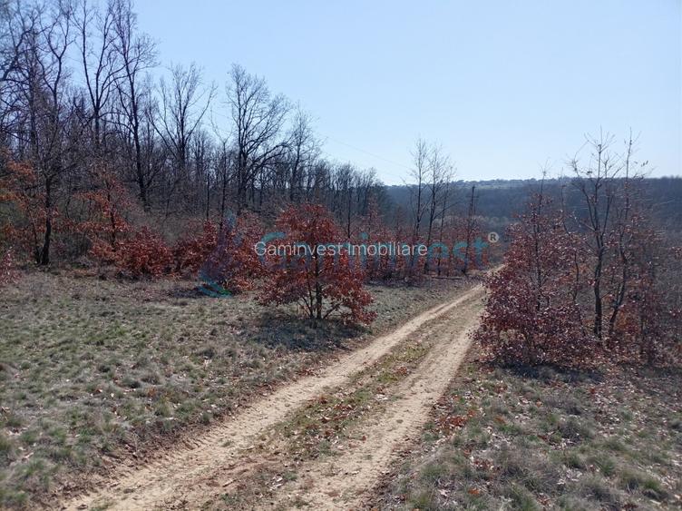 Teren intravilan de vanzare in Paleu, aprape de padure, Bihor - 4