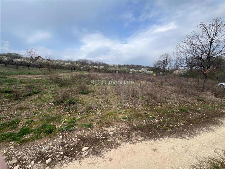 RECO Teren Saldabagiu de Munte - 7