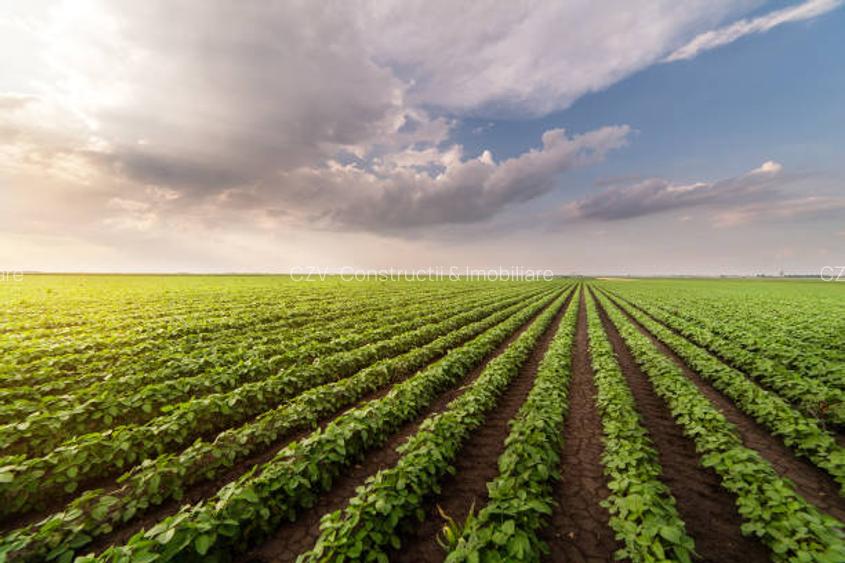Ferma de Cultura Mare 1100 HA - 15