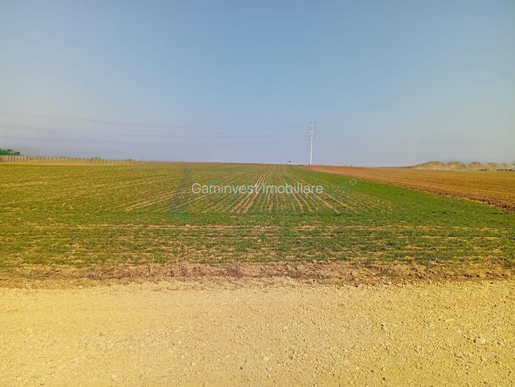 Teren de vanzare in Biharia, cu o suprafata de 20000 mp intravilan - 3