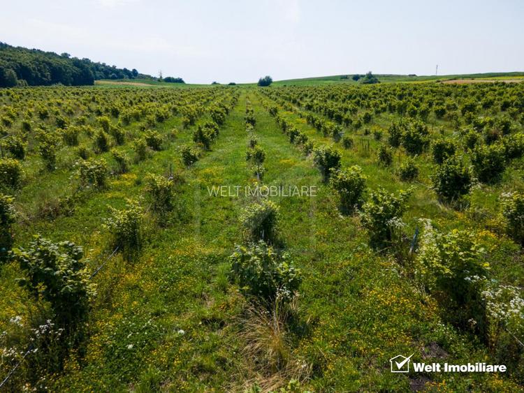 Teren nucifer cu plantatie de aluni, sat Frata, jud. Cluj - 7