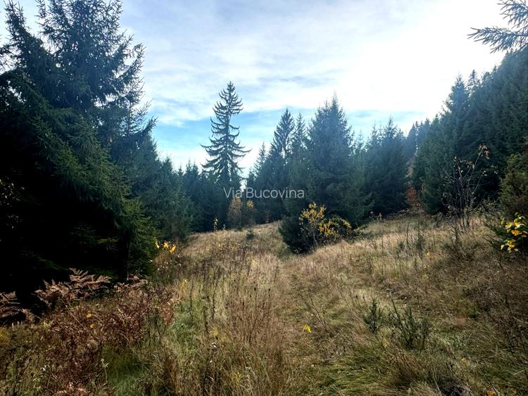 Vanzare 5,3 ha pasune deasupra Voronetului Suceava - Proiect Turistic - 26