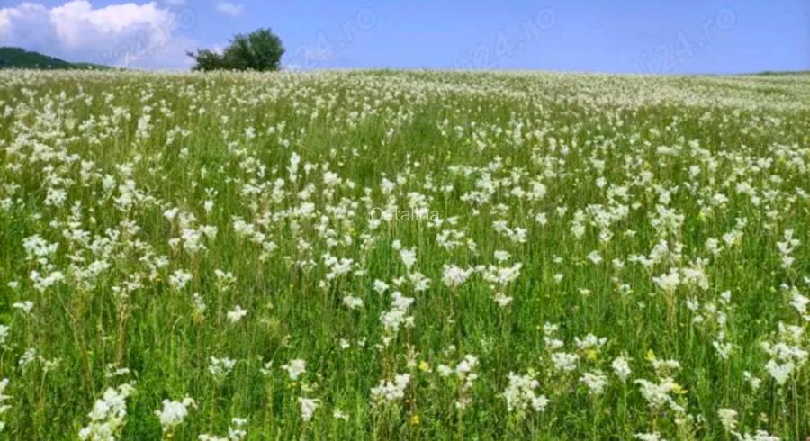 TEREN de vanzare, 4800 mp, in Posesti, judetul Prahova - 2