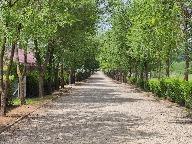 Loturi constructie intre 80-95 Euro/mp - Afumati, Strada Padurii - 3