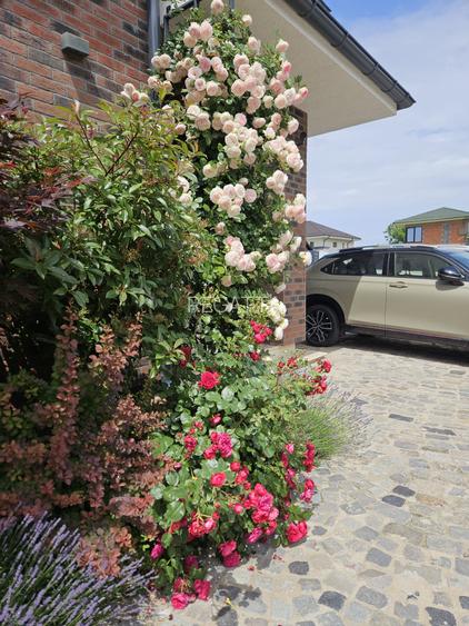 Vila superba in Paradisul Verde Corbeanca - 5