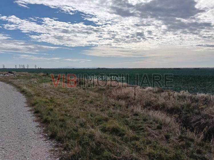 Ferma Agricolă 1.350 Hectare – Grad de Comasare 96–97%, Chișineu Criș, Județul A - 13