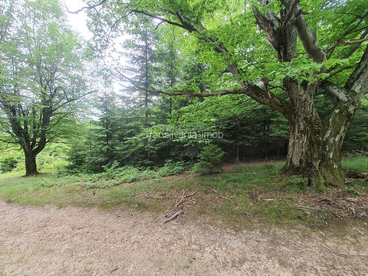 Teren intravilan Brasov zona Poiana Aviatorilor - 2