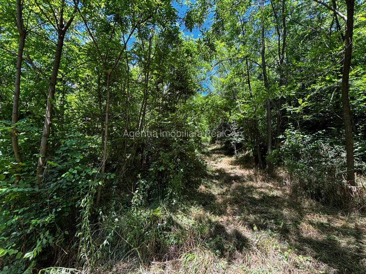 Teren Padure 6857 mp. intravilan Com Bujoreni-Valcea - 4