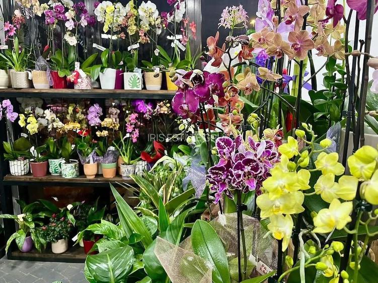 Preluare Afacere Florarie. - 3