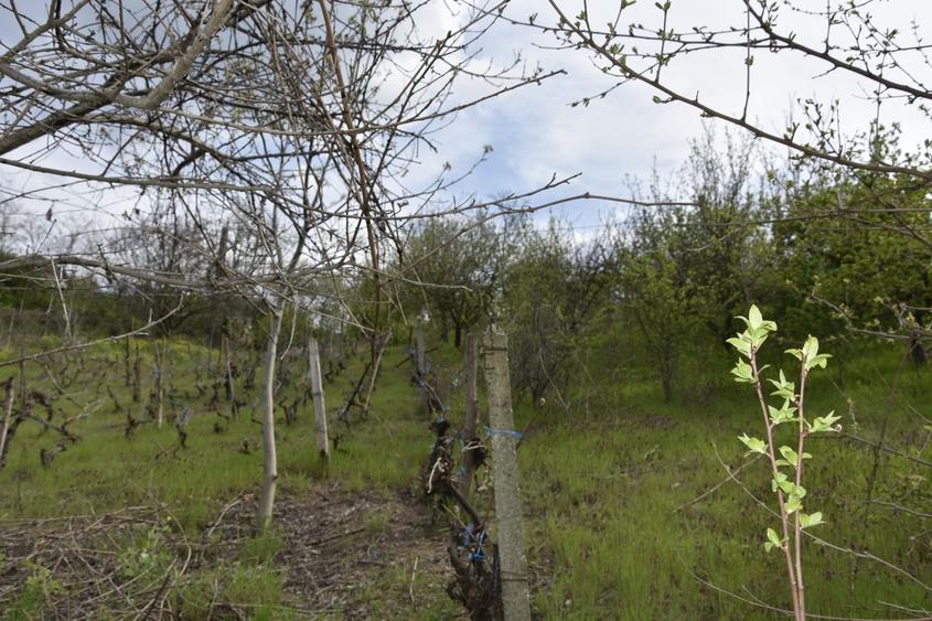 CASĂ TRADIȚIONALĂ CU GRĂDINĂ GENEROASĂ ȘI VIE – ISACCEA, JUD. TULCEA