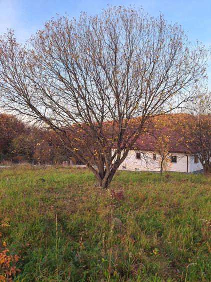 Teren de vânzare 1000 mp – Sălicea, Ciurila (doar 15 minute de Cluj-Napoca)