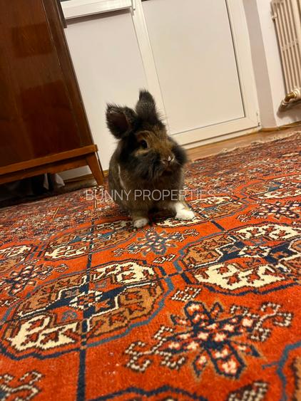 Babu's Vintage Apartment | Intrarea Gheorghe Costea Strada Inchisa - MT530 - 24
