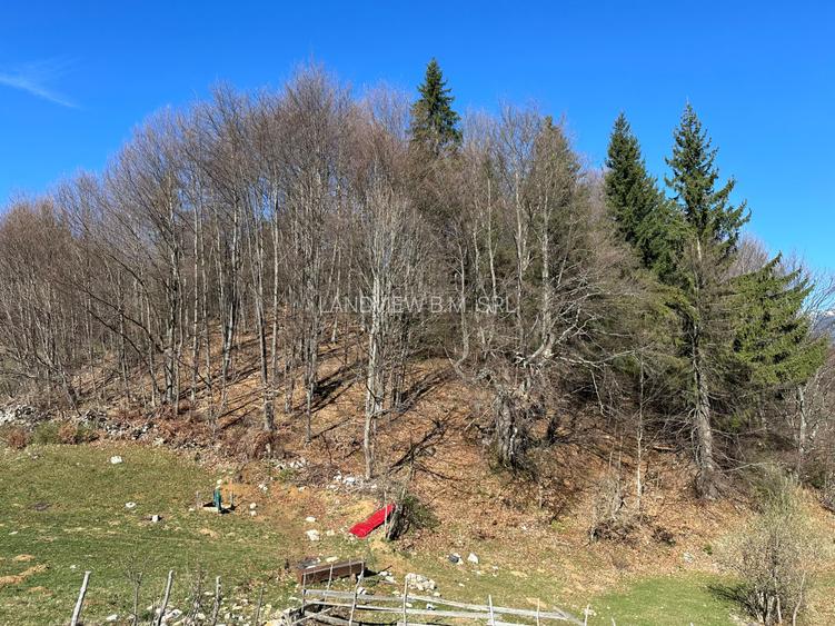 Teren intravilan 2500 mp Fundata la 15 km de  zona Bran-Moeciu - 7