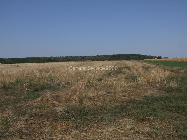 Teren Clinceni-Ordoreanu padure - 2