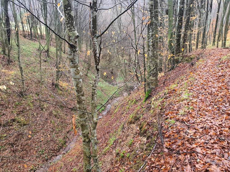 Teren Poiana Marului pretabil investitie 5 euro/mp - 7