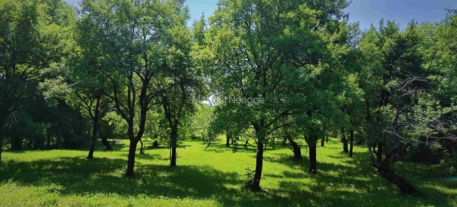 Teren intravilan Talea situat in mijlocul naturii ! - 3