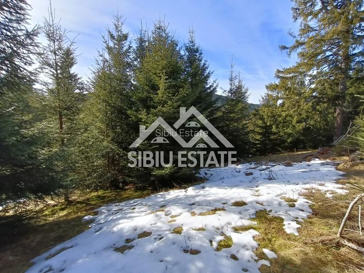 Teren de vânzare în zona montană a județului Alba - 6