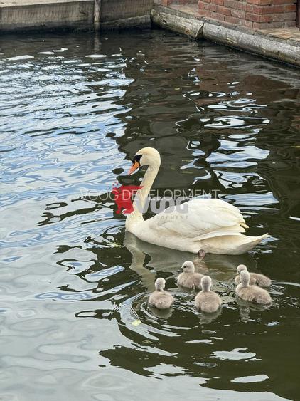 Oportunitate unică de investiție – Complex piscicol cu restaurant - 11